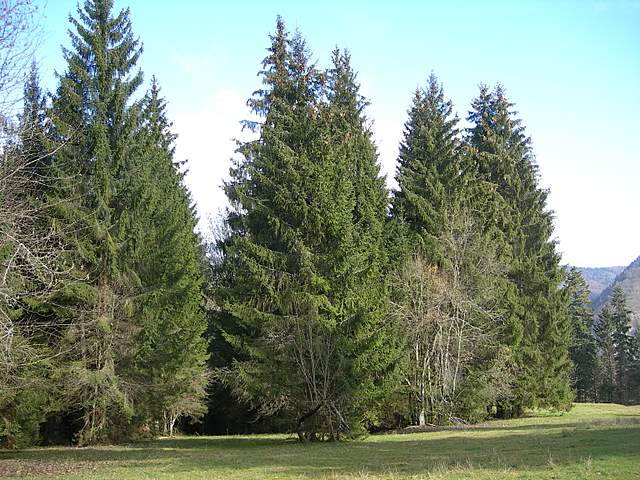 Macromiceti jurassiani � la lunga ricerca